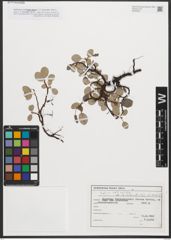 Foto von Salix reticulata L.